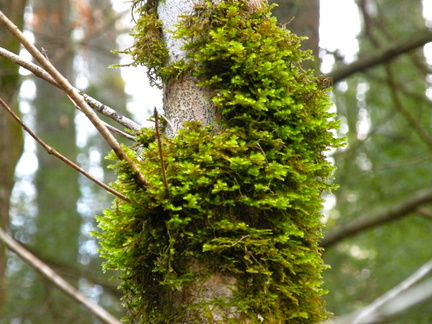 Koomer Ridge Trail